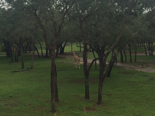Room View Photo