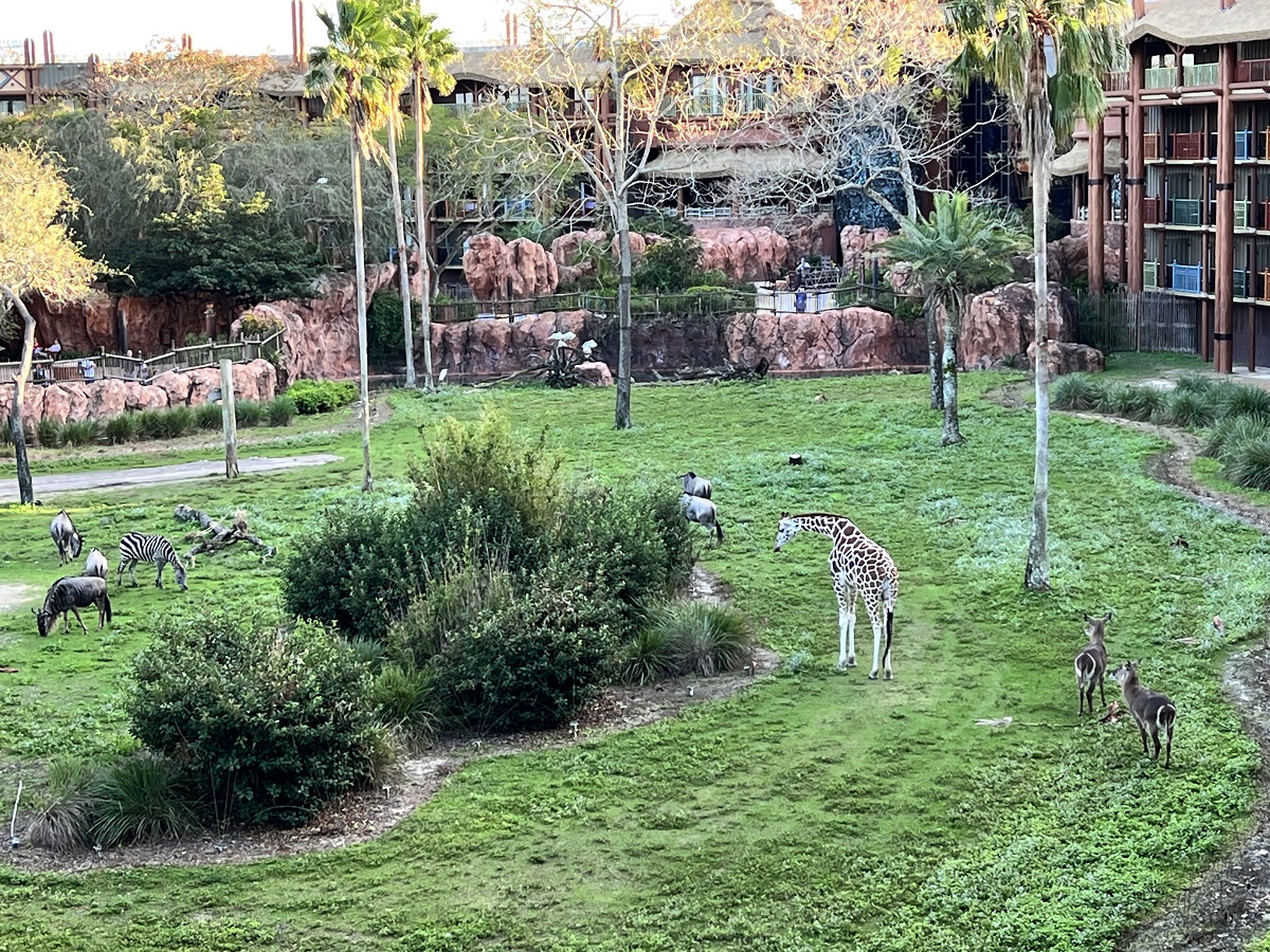 Room View Photo