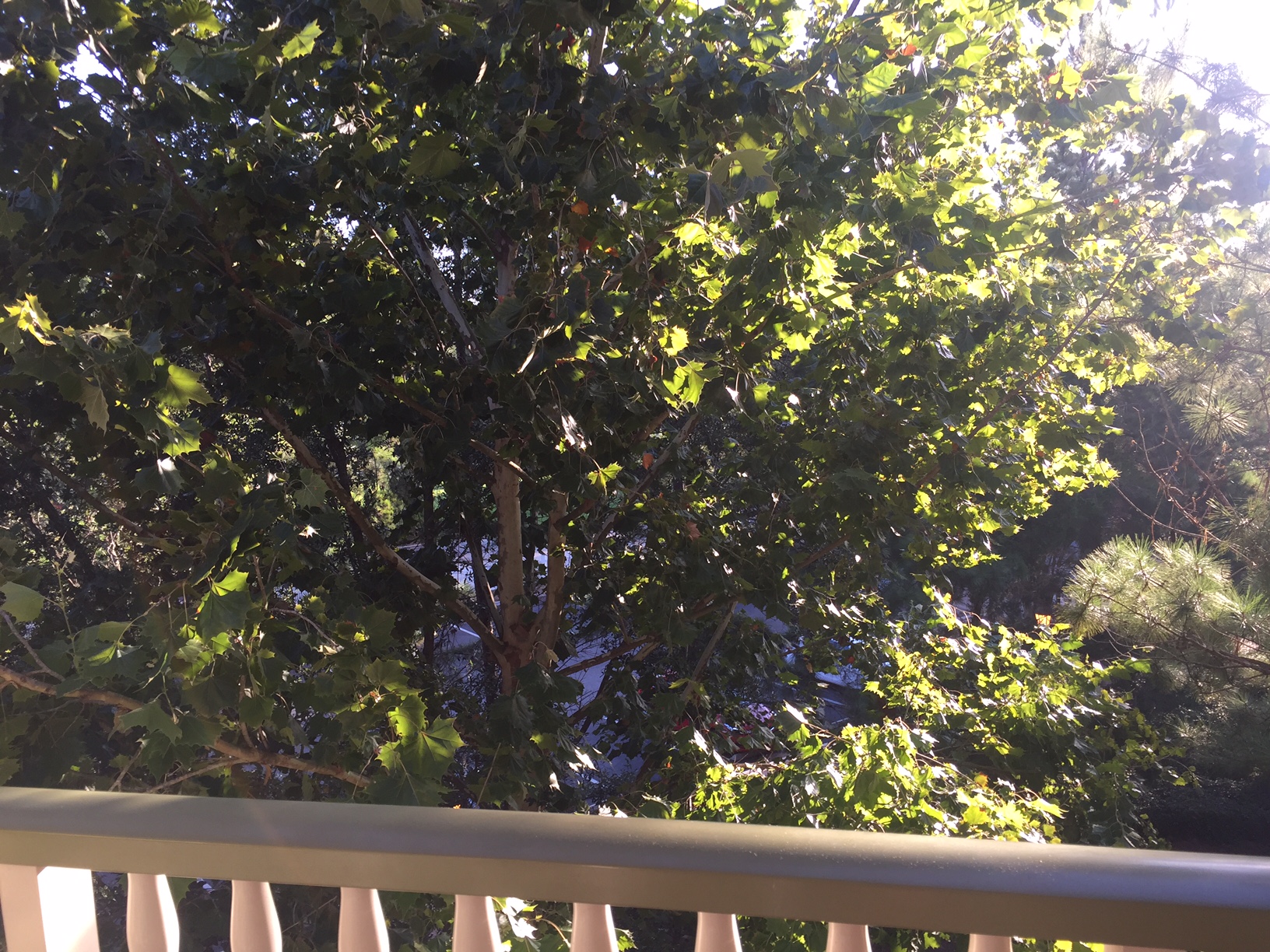 Room View Photo