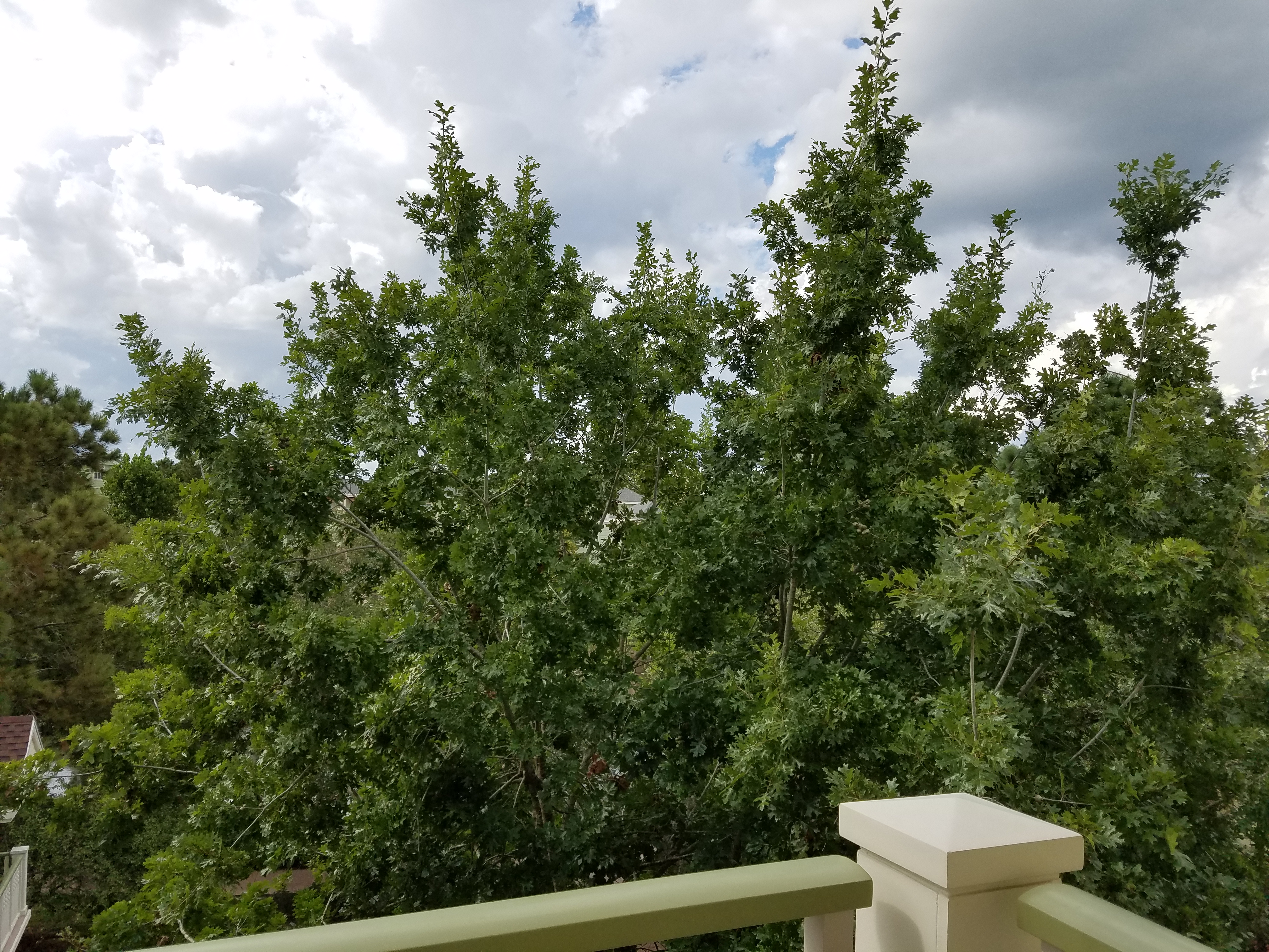 Room View Photo