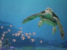Turtle Talk